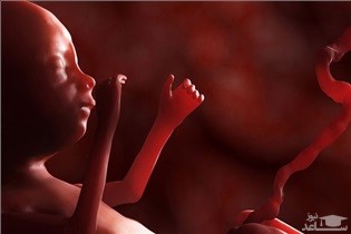 نقش مخرب چاقی مادران باردار بر سلامت قلب جنین