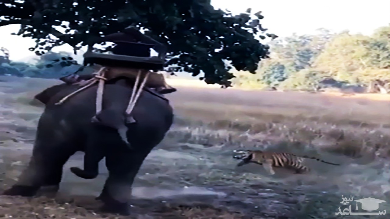 (فیلم) حمله ببر خشمگین به زن فیل سوار