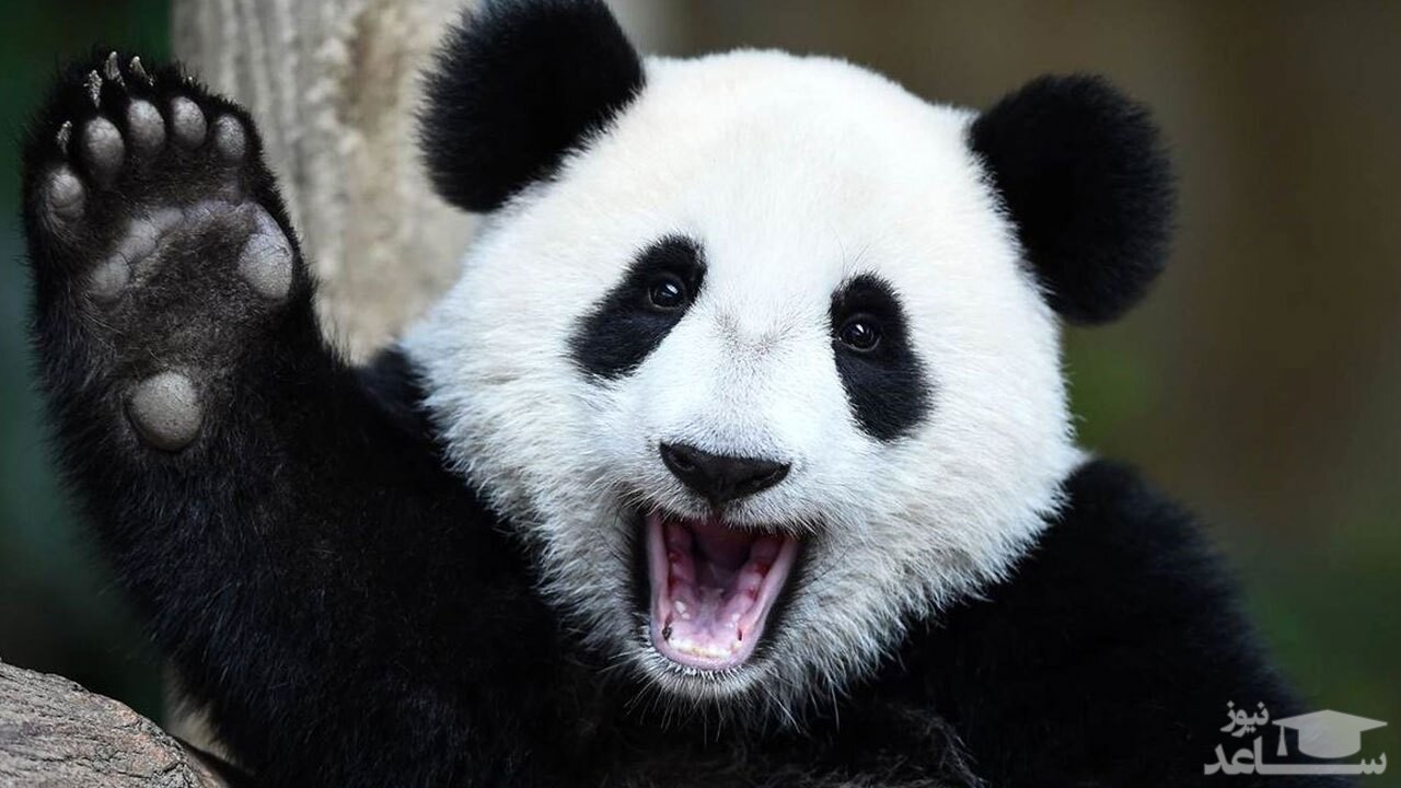 (فیلم) چرا پاندا‌ها به مدفوع اسب علاقه دارند؟