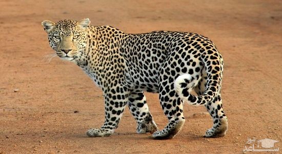 دانلود آهنگ پلنگ برای کودکان از افکت صوتی انسان و موجودات زنده