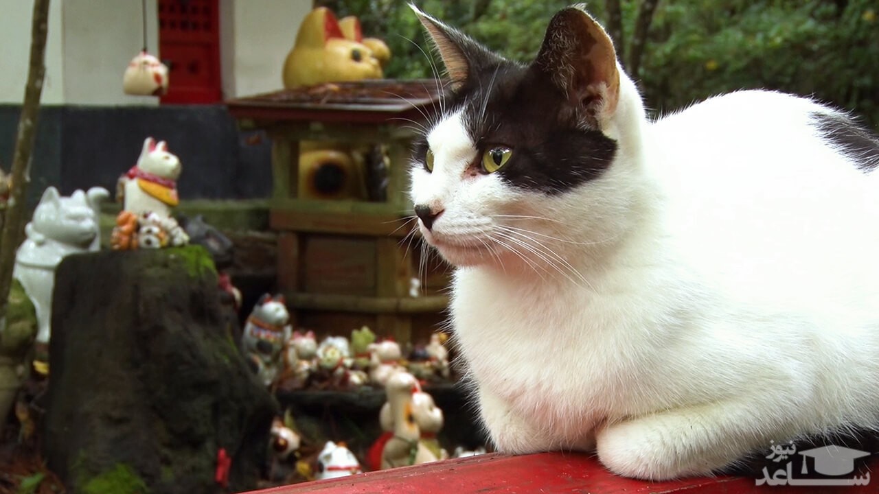 (عکس) بامزه از گربه‌ی ماسک دار در روز‌های کرونایی