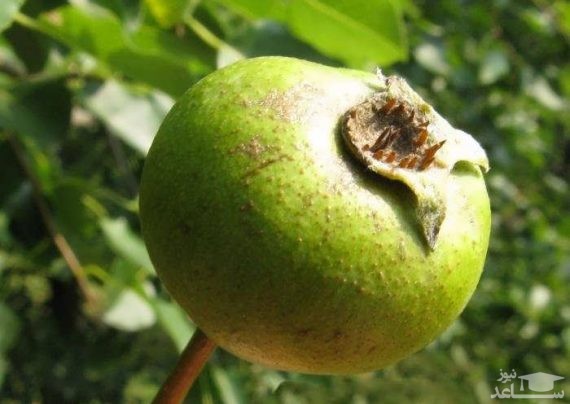 پوستر گلابی وحشی