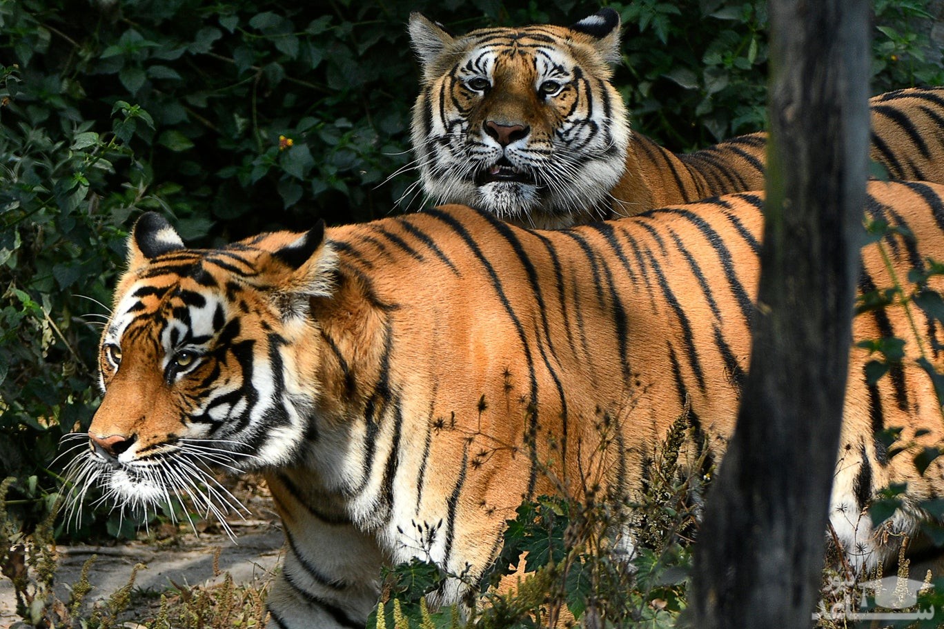 ببرهای بنگال باغ وحش شهر "لالیتپور" نپال/ خبرگزاری فرانسه