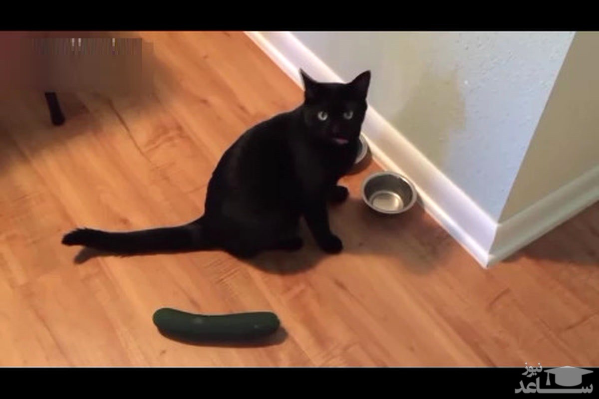 (فیلم) ترس خنده‌دار گربه‌ها از خیار!