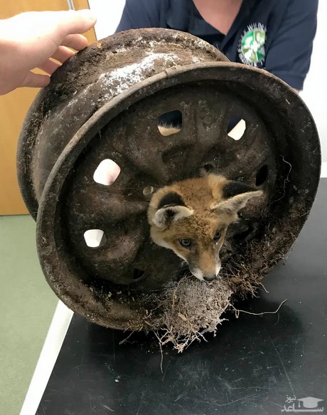 گیر کردن یک توله روباه در چرخ یک ماشین قدیمی در لندن/ PA