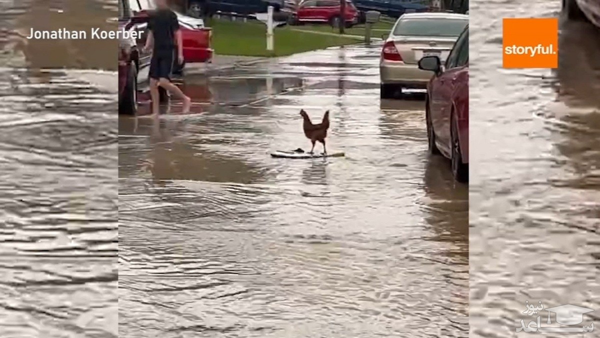 (فیلم) موج سواری یک مرغ!