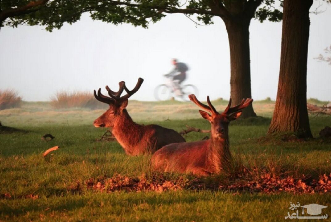 دیدنی های امروز شنبه 20 اردیبهشت 99