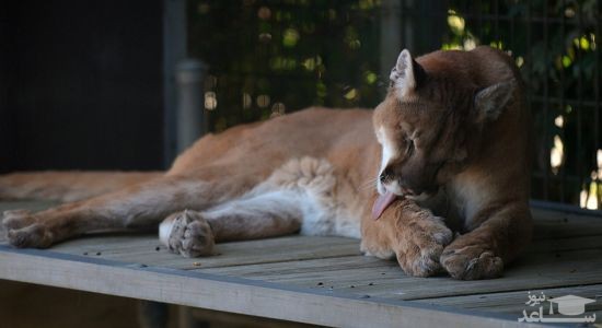 دانلود آهنگ گربه وحشی برای کودکان از افکت صوتی انسان و موجودات زنده