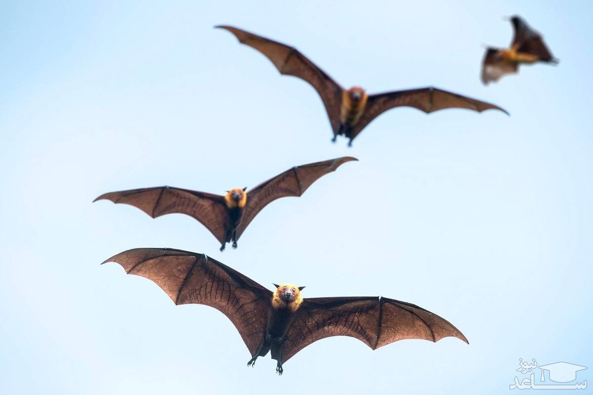 کشف رابطه عجیب بین خوانندگان راک و خفاش‌ها!