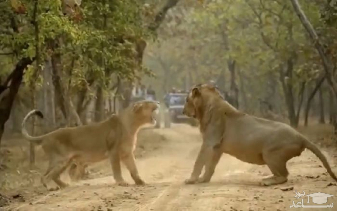 (فیلم) لحظه رویارویی دو شیر در پارک ملی هند
