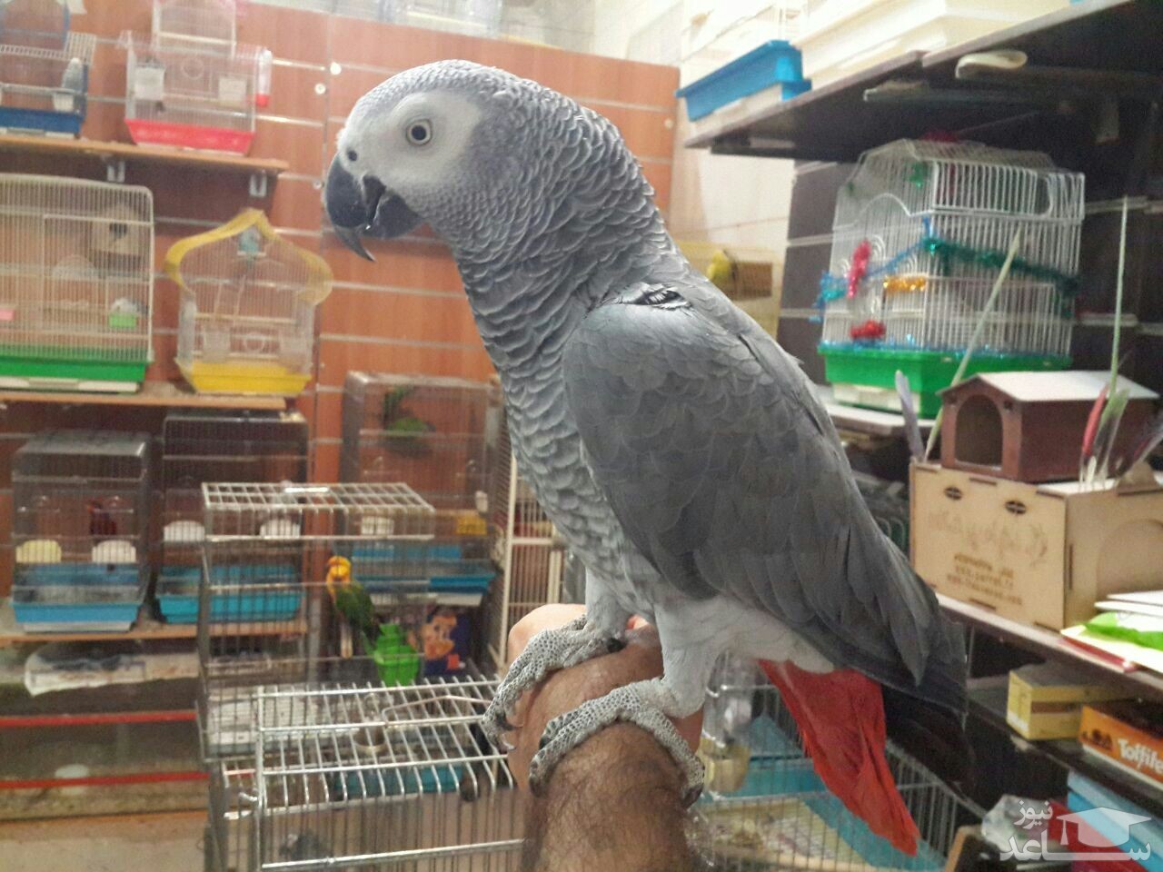 (فیلم) واکنش جالب کاسکوی نمازخوان به خنده فیلمبردار