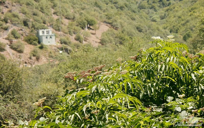  جنگل آینالو