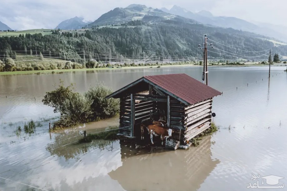 محصور ماندن گاوها در سیل در روستایی در اتریش