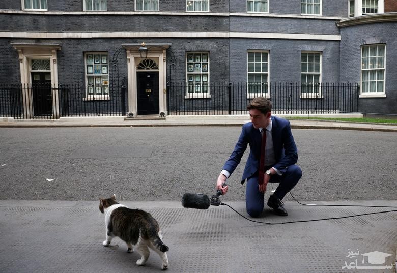گزارشگر تلویزیون در انگلیس در کنار "لری" گربه خانگی مقر نخست وزیری انگلیس در لندن/ رویترز