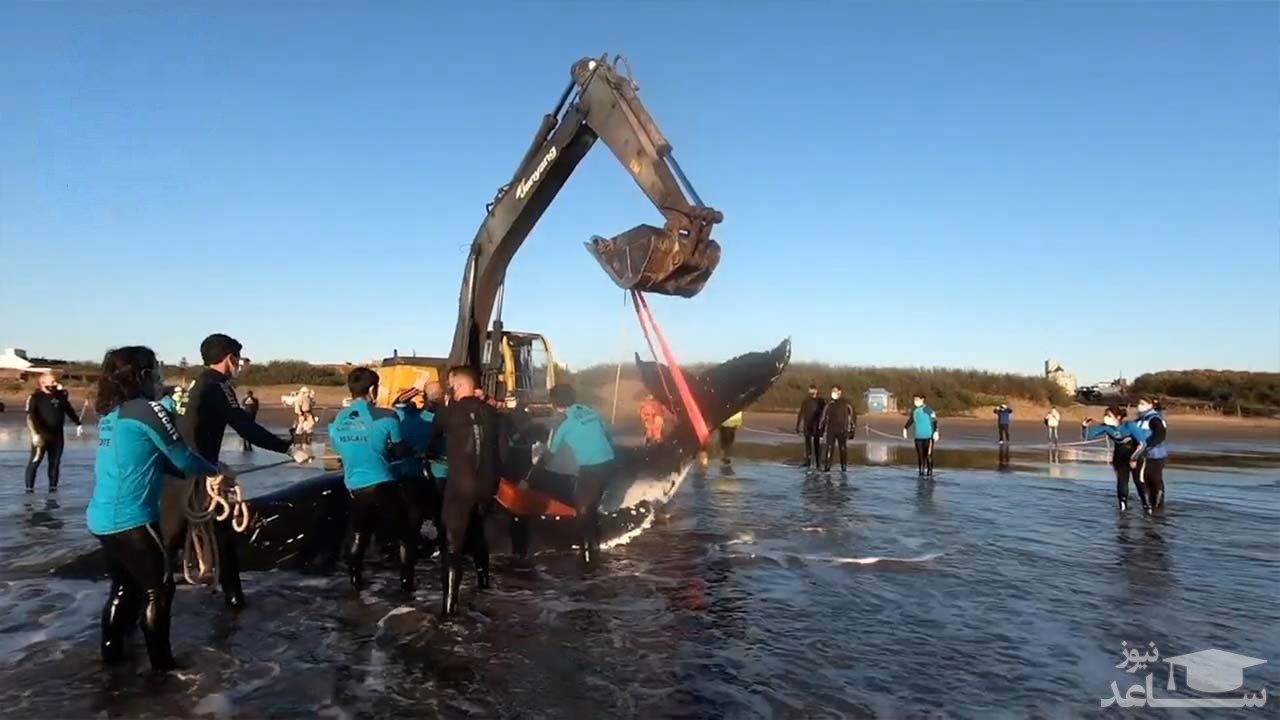 (فیلم) نجات دو نهنگ گوژپشت از سواحل بوئنوس آیرس