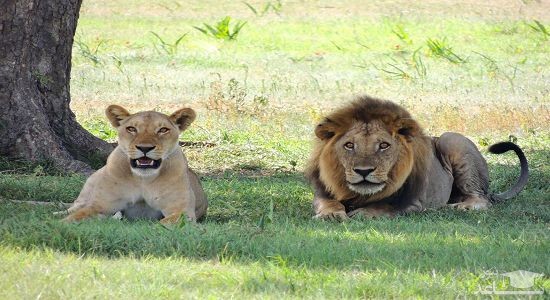 دانلود آهنگ شیر سلطان جنگل برای کودکان از افکت صوتی انسان و موجودات زنده