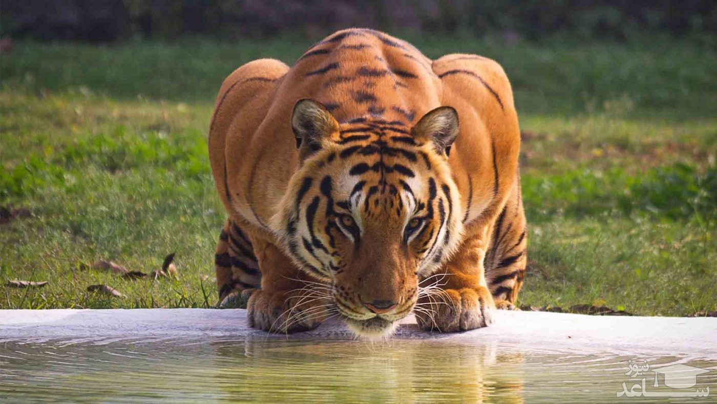 مرد چینی ببر تقلبی ساخت