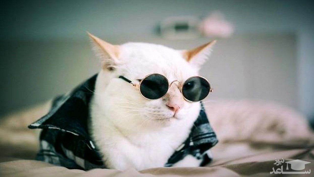 (فیلم) آزمایش هوش و تمرکز گربه‌ها