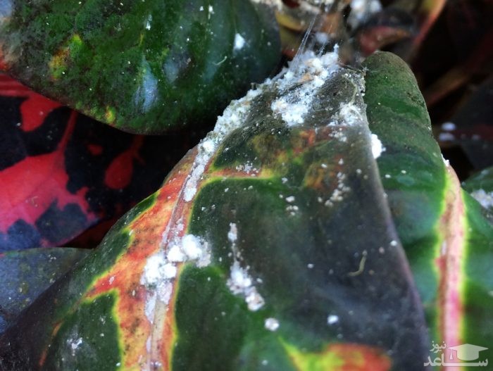 شپشک آرد آلو