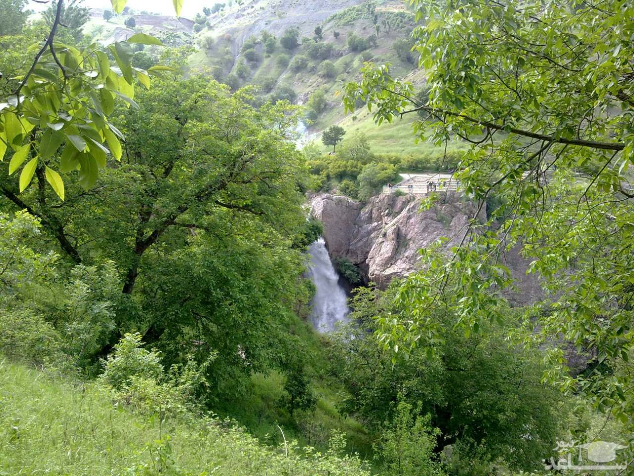 «زبان شیطان» گیاه کمیاب و عجیبی که شبیه خفاش است!