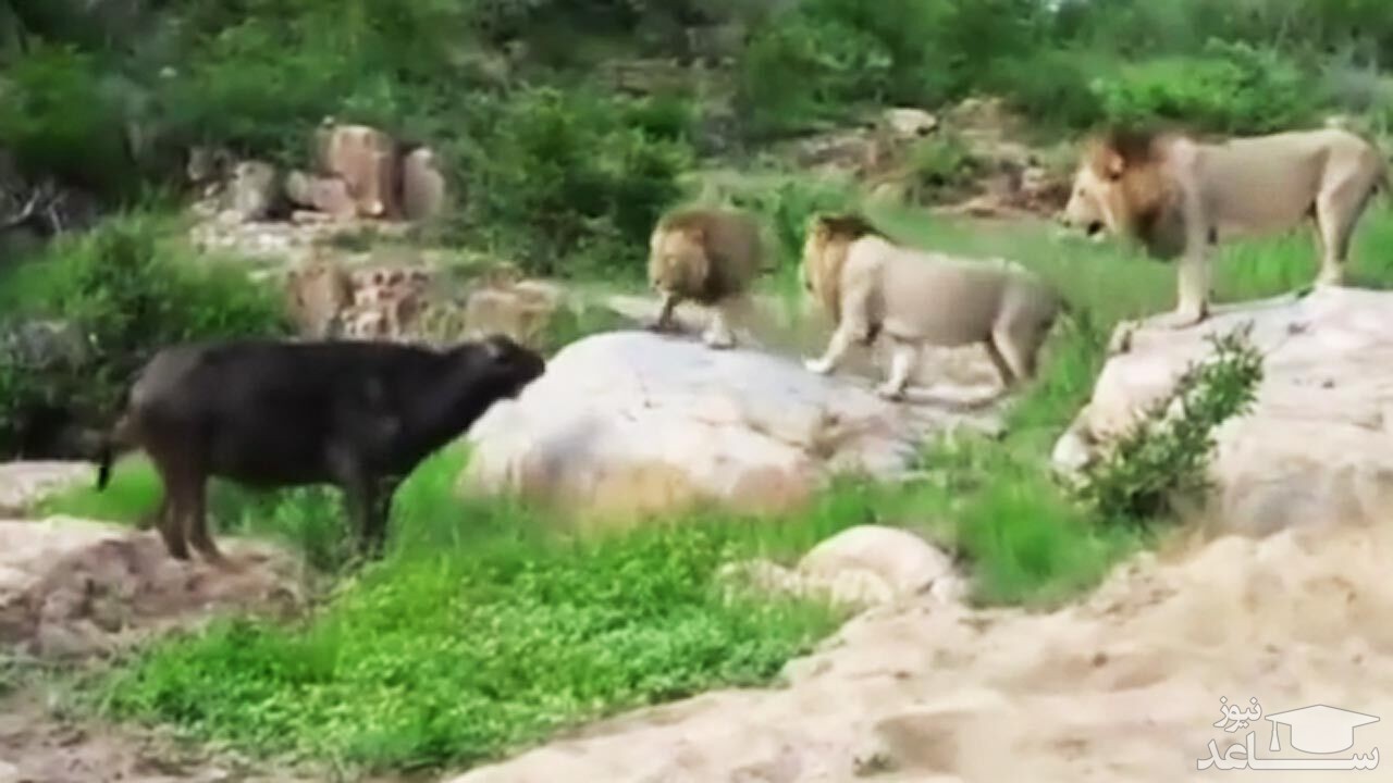 (فیلم) شورای شیرها برای شکار گاومیش!