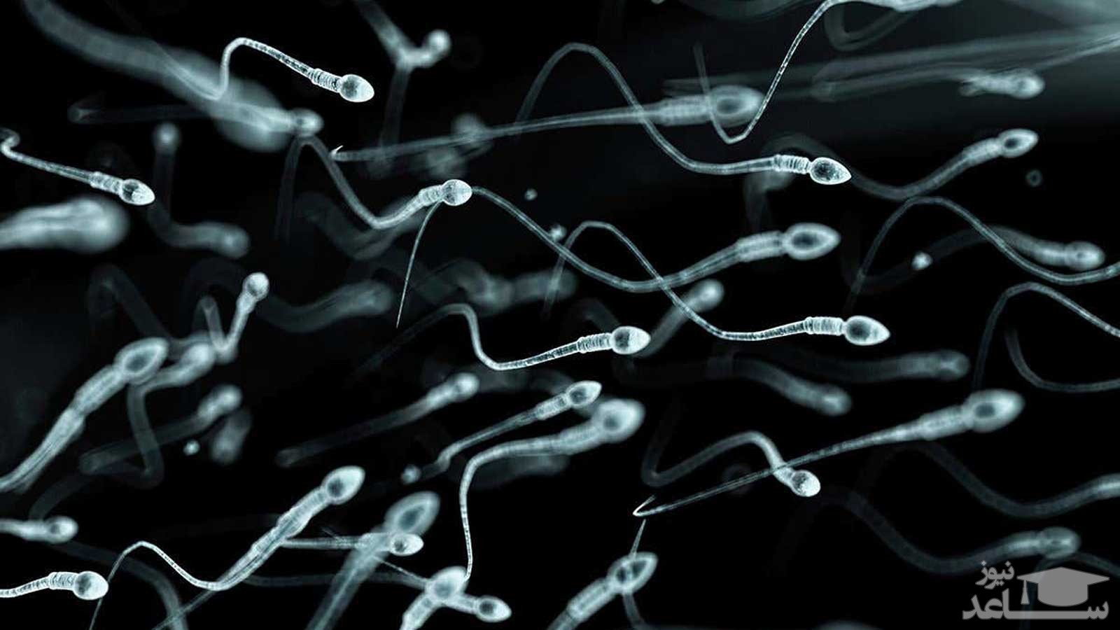 برای افزایش و تقویت اسپرم چه چیزهایی بخوریم؟