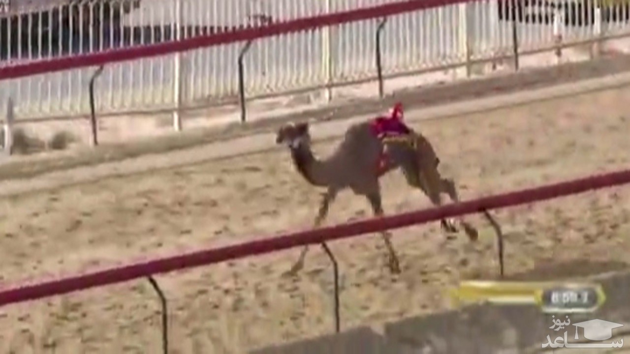 (فیلم) مرگ یک شتر در مسابقه در چند متری خط پایان