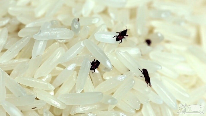 حشره و شپشک برنج را چگونه از بین ببریم؟
