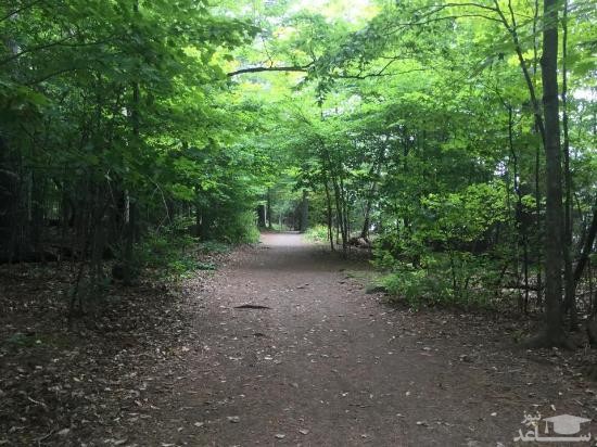 منطقه حفاظت شده لموینه پوینت در کینگستون 