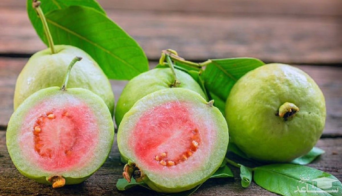 موثرترین روش پرورش و نگهداری از میوه گوآوا