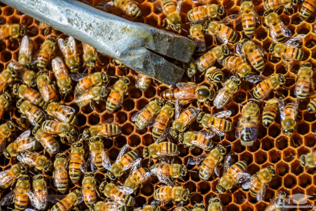 کشف بیش از ۶ هزار زنبور در دیوارهای یک خانه‌ مسکونی