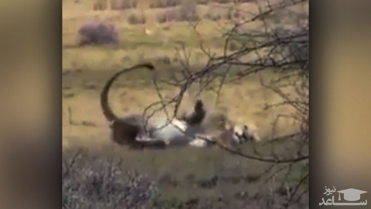 (فیلم) لحظه مرگ طبیعی یک شیر در جنگل 