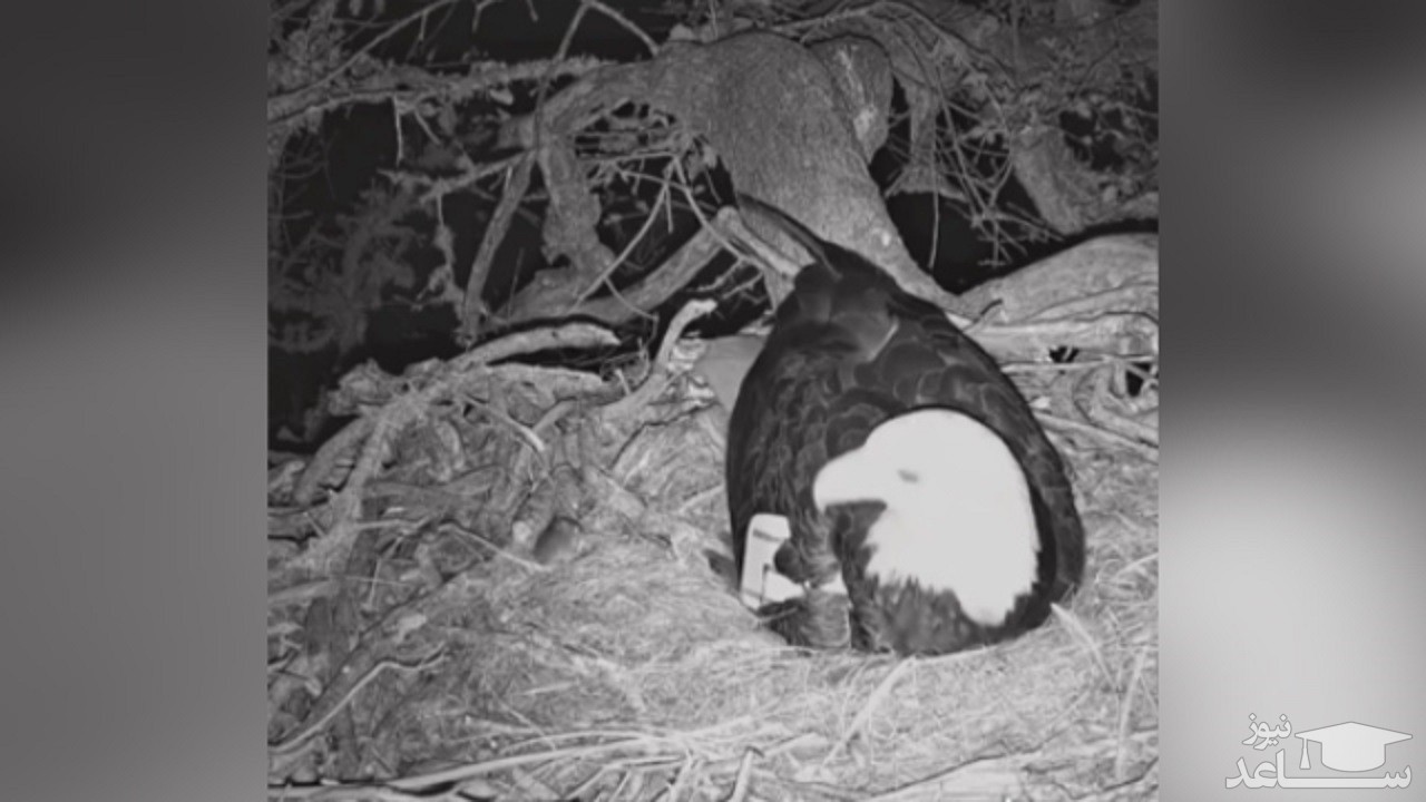 (فیلم) مزاحمت یک موش برای عقاب