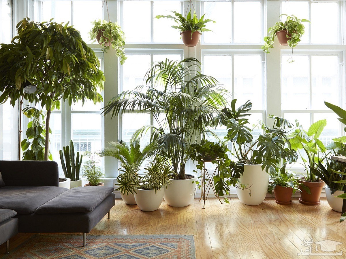 گیاهان آپارتمانی نشاط آور و ضد استرس