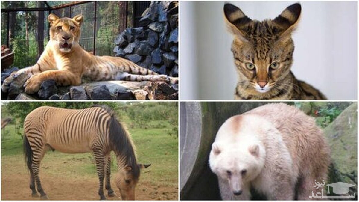 ۷ حیوان ترکیبی که از دیدن‌شان غافلگیر می‌شوید