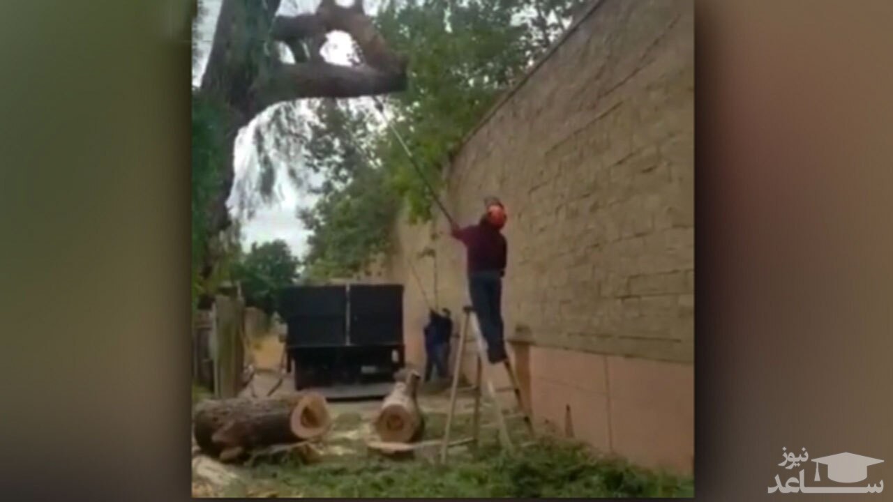 (فیلم) برخورد دلخراش درخت با سر یک مرد 