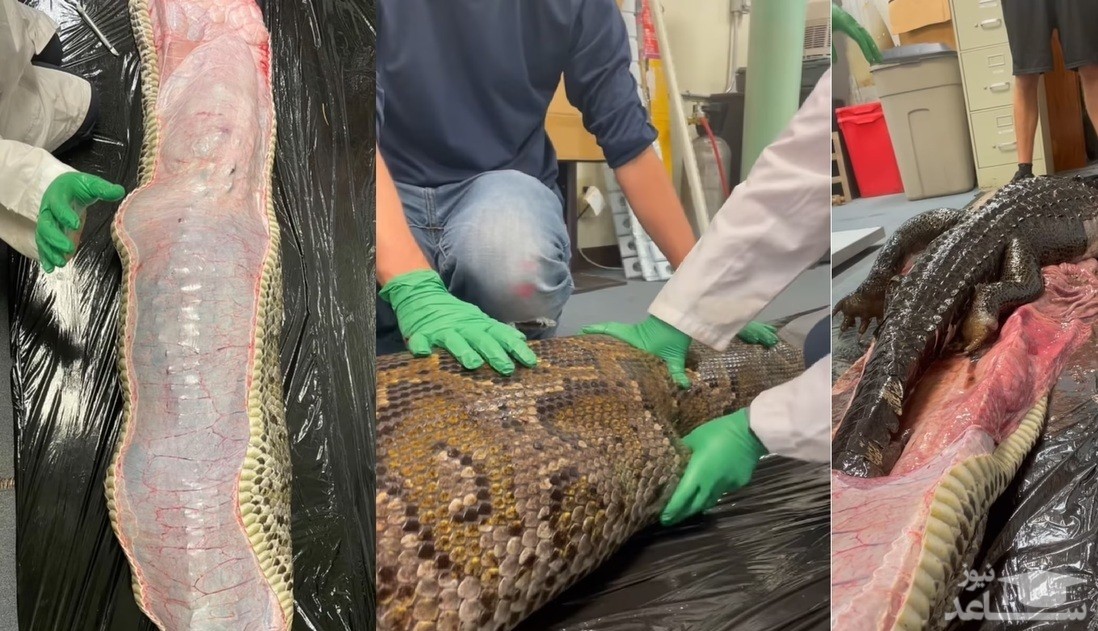 (فیلم) بیرون کشیدن یک تمساح از شکم پیتون غول پیکر