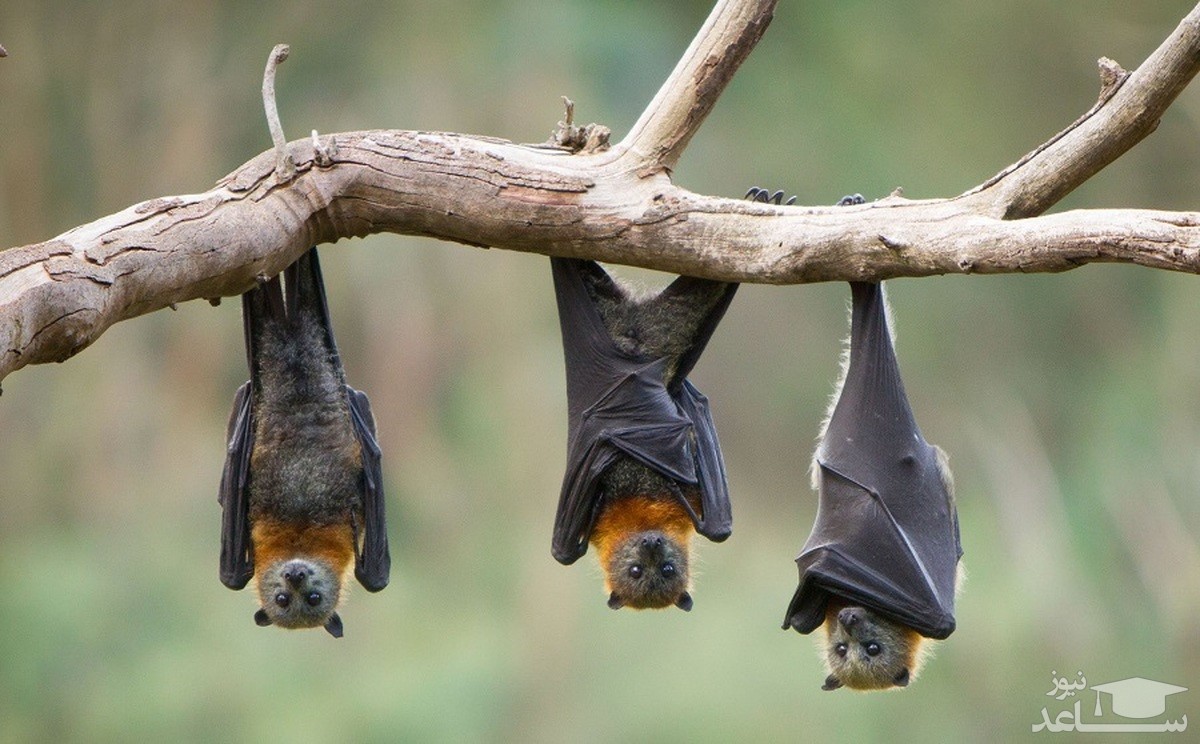 کشف ویروس جدید مرگبار