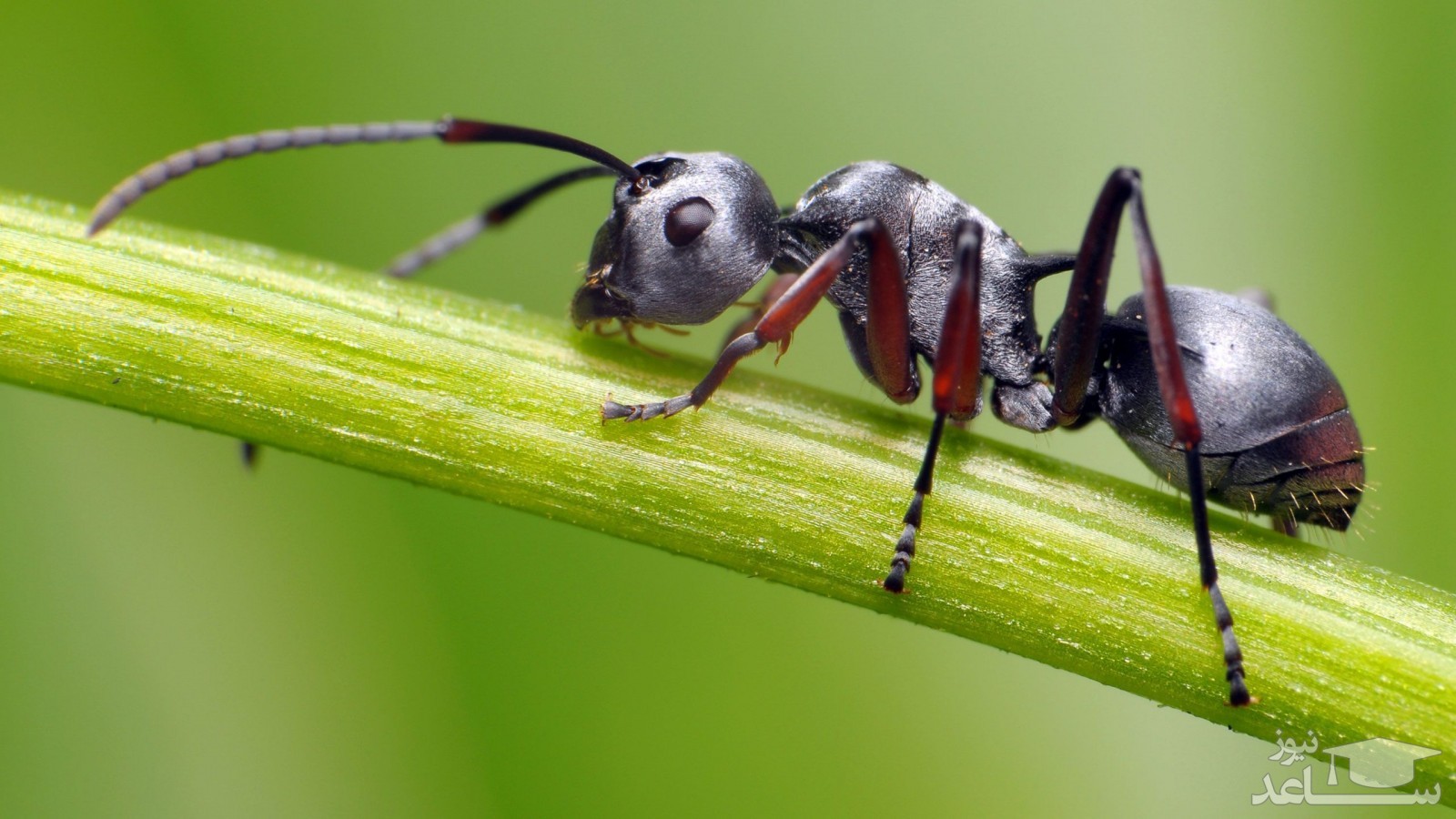 لحظه منحصربفرد آب خوردن مورچه از روی برگ! +فیلم