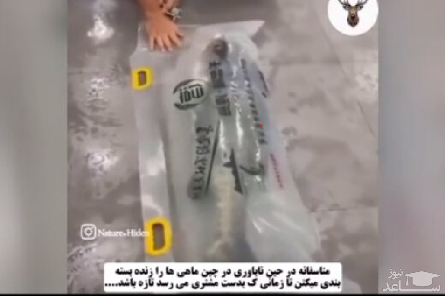 (فیلم)  بسته‌بندی ماهی زنده در چین!
