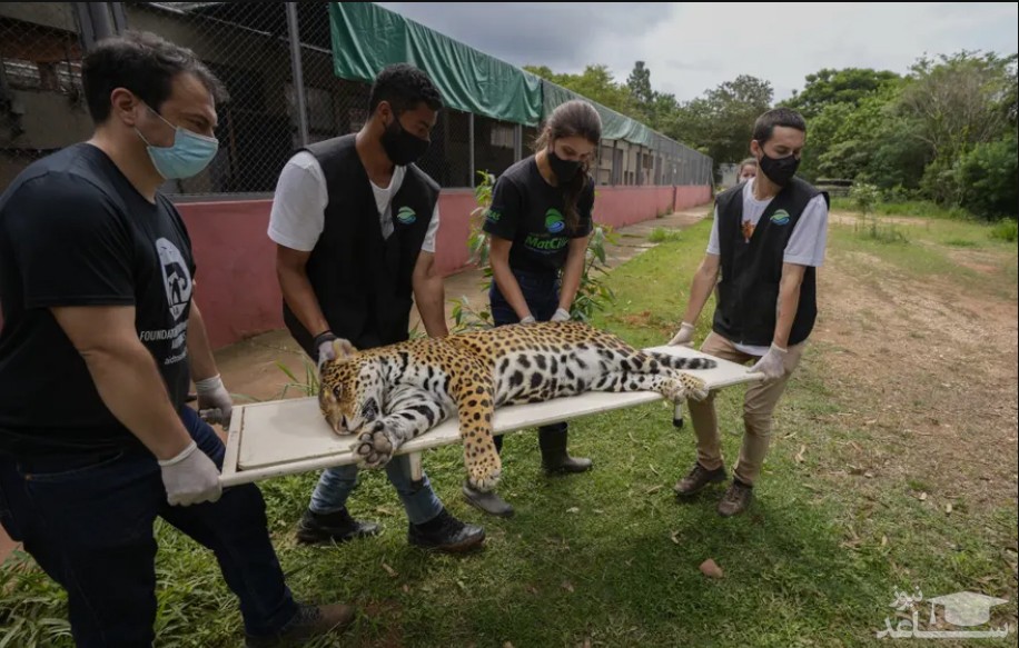 انتقال یک پلنگ به اتاق عمل برای انجام عمل تلقیح مصنوعی در یک مرکز نگهداری حیوانات در برزیل/ آسوشیتدپرس