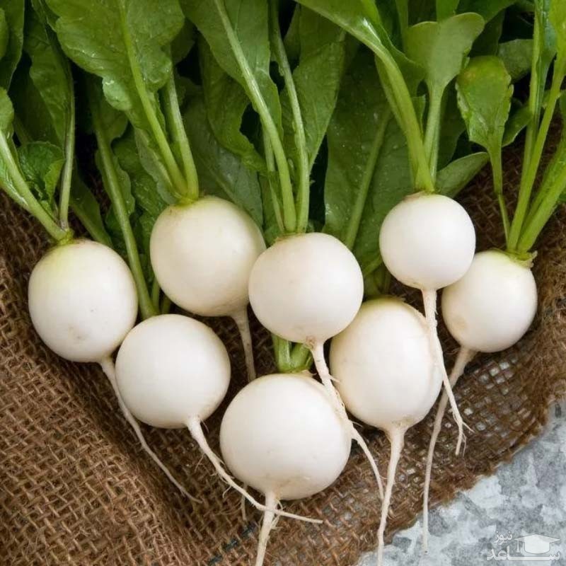 پوستر ترب سفید