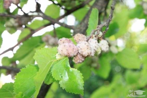 آشنایی با خاصیت درمانی توت سفید