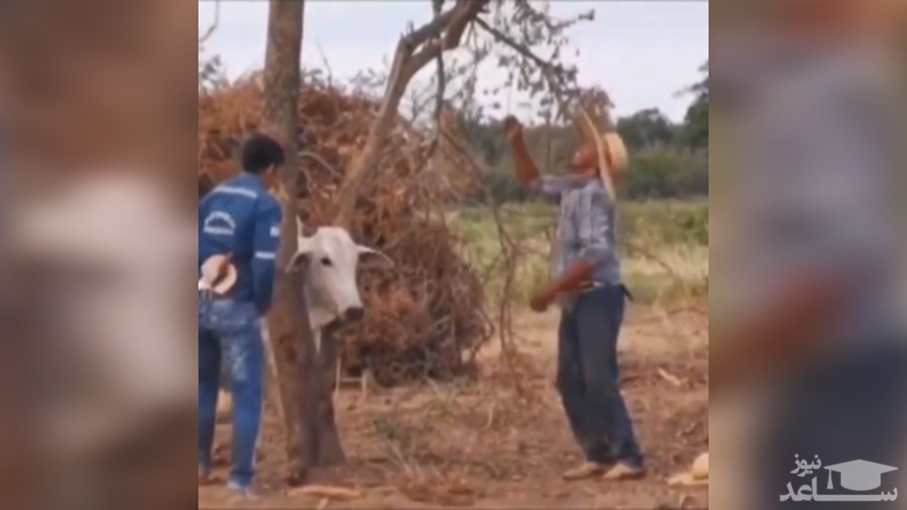 (فیلم) قدر نشناسی یک گاو پس از نجات توسط انسان‌ها