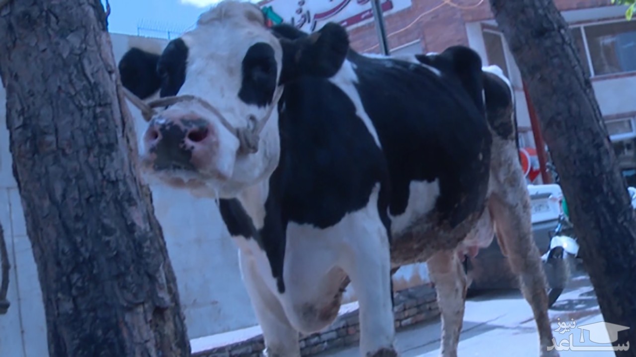 (فیلم) تحویل گاو به بانک به جای بدهی در قم!