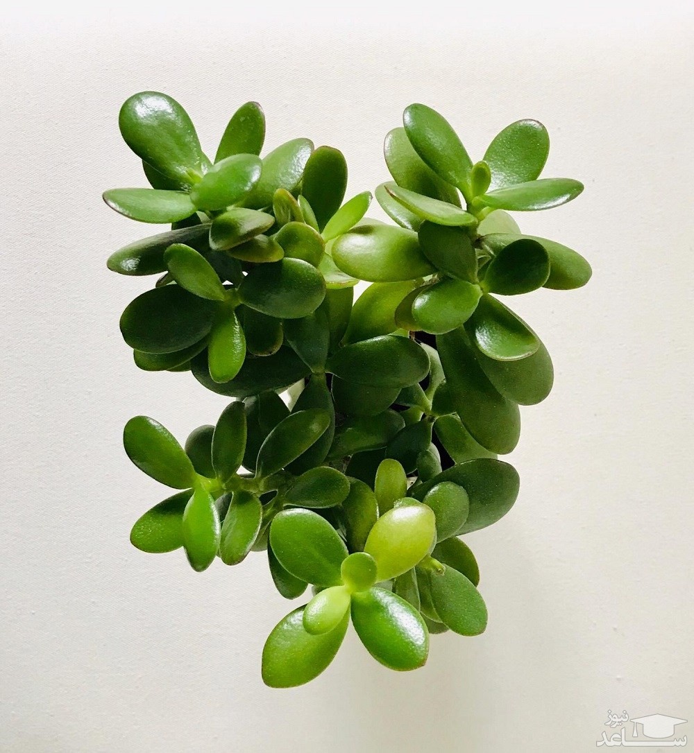 بهترین نحوه ی پرورش و نگهداری از گیاه کراسولا پافیلی