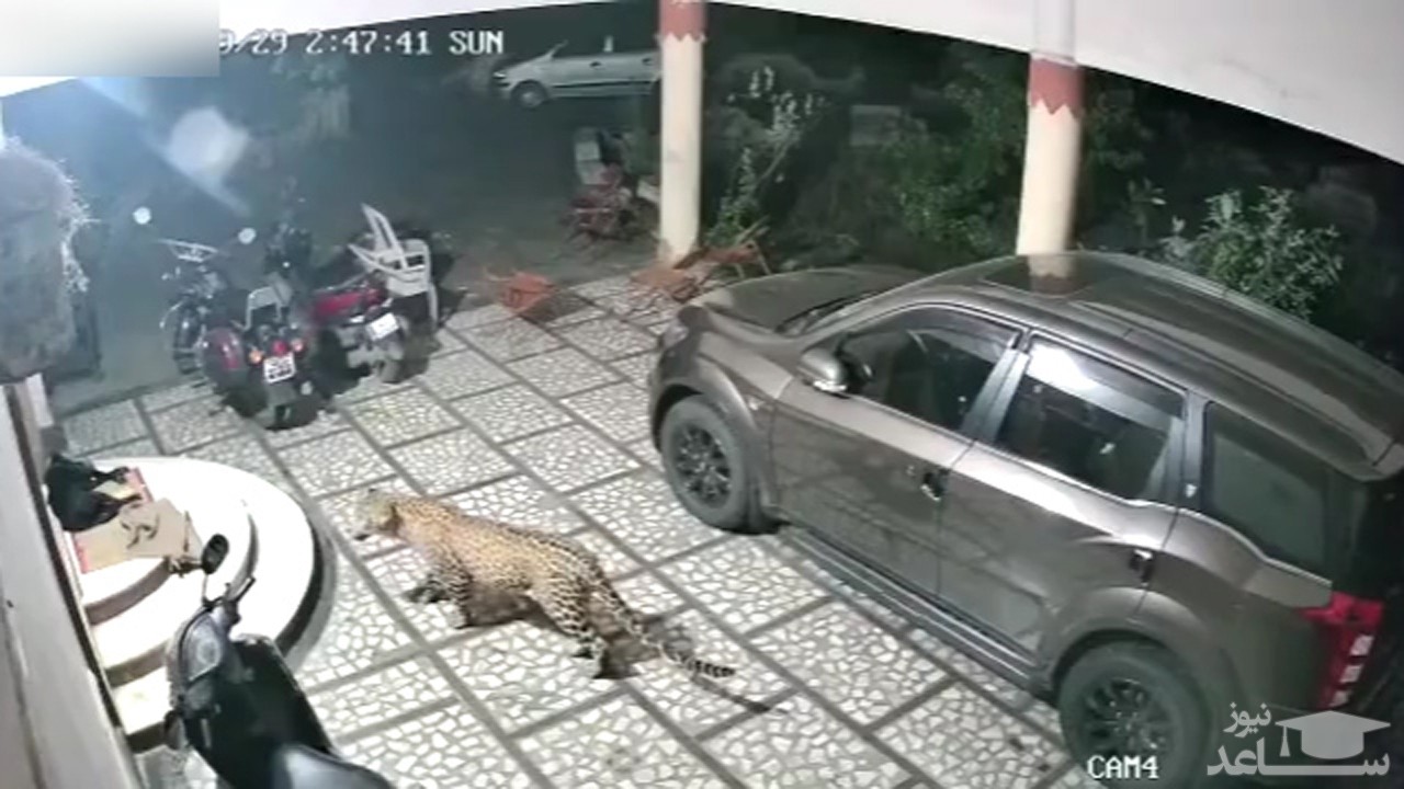(فیلم) حمله پلنگ گرسنه به سگ نگهبان 