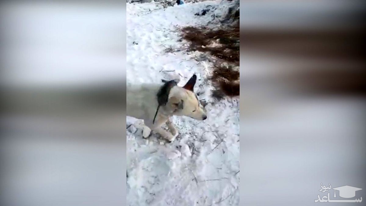ویدئو عجیب از حیواناتی که ایستاده یخ زده اند!
