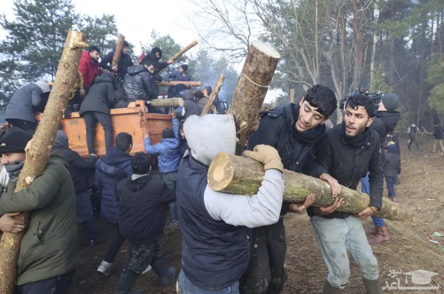 پناهجویان در مرز بلاروس و لهستان تنه های درخت را برای سوزاندن و گرم شدن، حمل می کنند./ آسوشیتدپرس