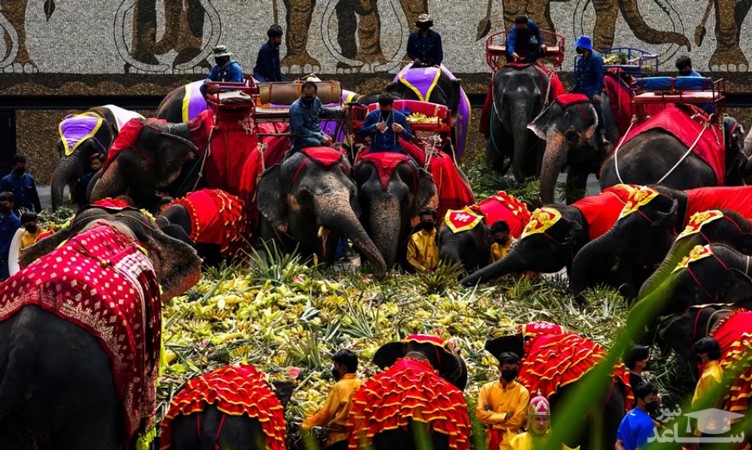 پذیرایی ویژه از فیل ها در روز ملی فیل در تایلند/ رویترز